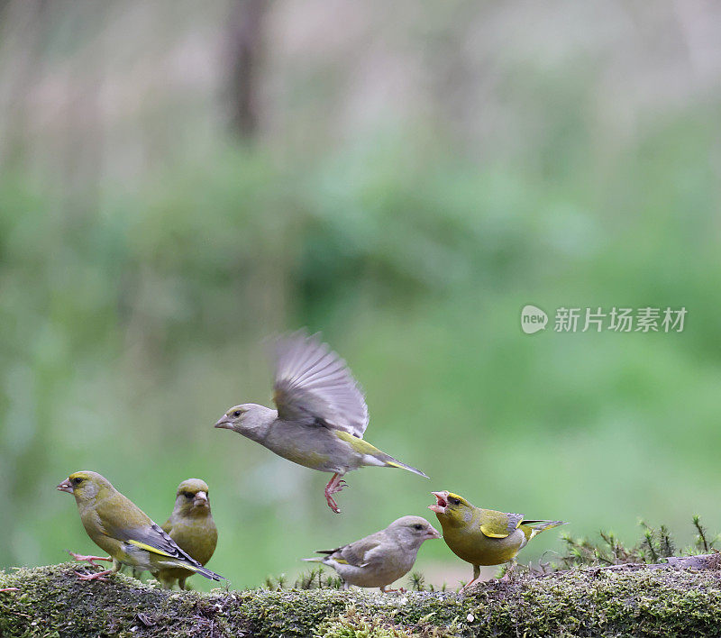 欧洲绿翅雀(Chloris Chloris)群喂食地